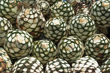 Las piezas de agaves están listas para hacer tequila.