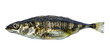 Fish stickleback isolated
