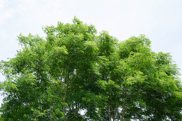 Tree isolated on white background