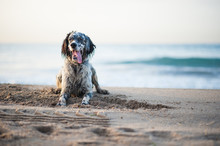 English Setter Playing On The Beach