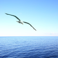 Wall Mural - Soaring seagull over sea