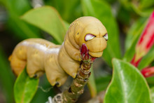 Image Of Caterpillar Oleander Hawk-moth (Daphnis Nerii) On Nature Background. Insect Animal