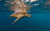 Fototapeta Łazienka - Hawksbill turtle trying to breath.