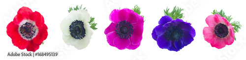 Fotografía Heads of Anemones flowers isolated on white background