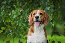 Portrait Of Beagle Dog Sitting Under A Tree