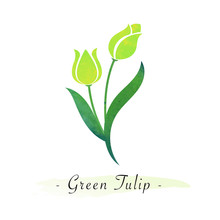 Colorful Watercolor Texture Vector Botanic Garden Flower Green Tulip