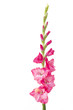 Einzelne Gladiole (Gladiolus) auf weißem Hintergrund