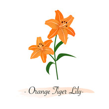 Colorful Watercolor Texture Vector Botanic Garden Flower Orange Tiger Lily