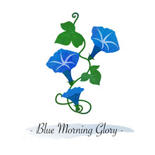 Colorful Watercolor Texture Vector Botanic Garden Flower Blue Morning Glory