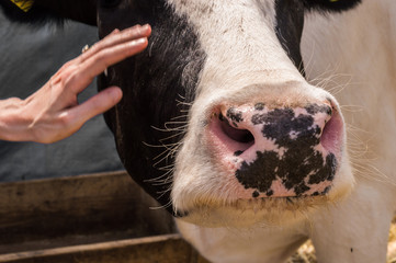 Dairy black and white spotted cow in the village.