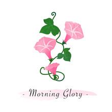 Colorful Watercolor Texture Vector Botanic Garden Flower Pink Morning Glory