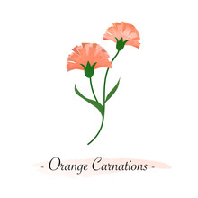 Colorful Watercolor Texture Vector Botanic Garden Flower Orange Carnations