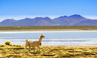 View on Lama by lagoon in Altiplano of bolivia