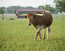 Texas Longhorn Steer In Grren Pasture