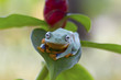 Tree frog, Flying frog