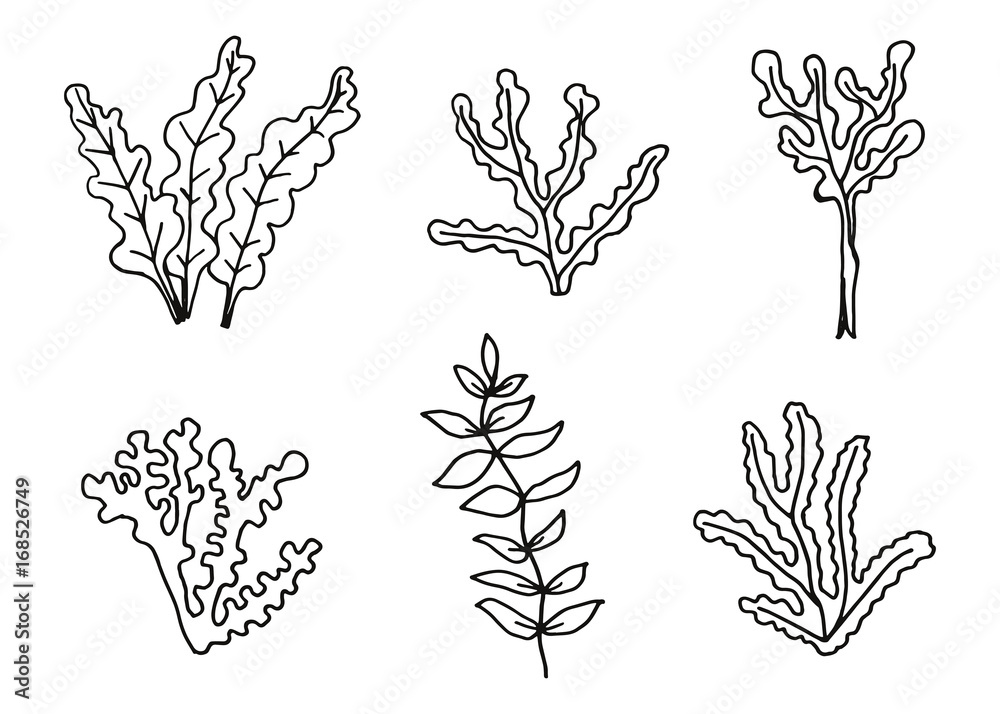 Algae Drawable Algae set of hand drawing vector. Sketch illustration Stock Vector ...