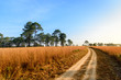© theeraphong - Dirt road at Thung Sa Lang Luang, between Phitsanulok and Petchabun, Thailand. Outback mountain savanna road with bright clear blue sky.