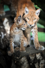 Wall Mural - baby eurasian lynx in the forest