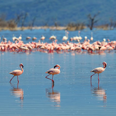 Flock of flamingos