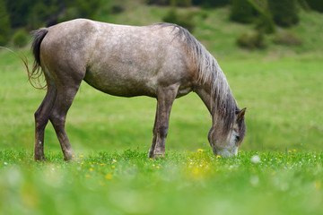 Wall Mural - Horse on the pasture