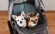 Cinnamon and white  Chihuahua are sitting in comfortable pet stroller