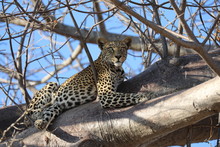 Leopard In Ruha National Park In The Trees