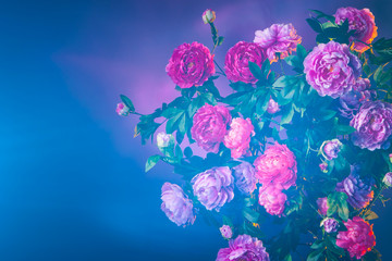 Poster - Peonies in the haze. Pink peonies.