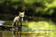 Young red fox stay in river being watchfull - Vulpes vulpes