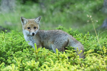Portrait Of Red Fox  Largest  Of True Foxes - Vulpes Vilpes