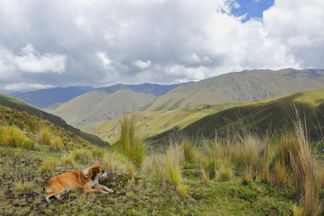 Perro en los andes