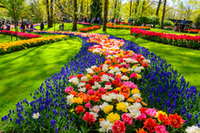 Blooming Flowers In Keukenhof Park In Netherlands, Europe.