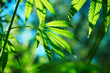 the buds of wild-growing marijuana