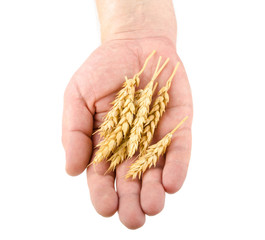 Wall Mural - Hand holding wheat ears