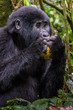 © vaclav - Portrait of a mountain gorilla with cub at a short distance. gorilla close up portrait.The mountain gorilla (Gorilla beringei beringei)