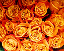 Close Up On Fresh Orange Rose 