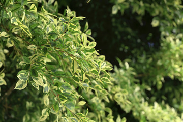 Canvas Print - Green tropical plant outdoors