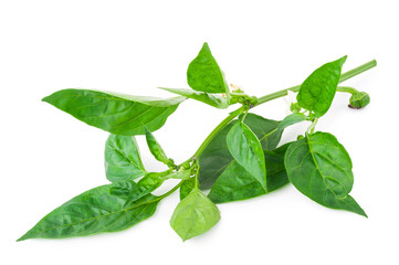 Sticker - young branch of pepper with green leaf