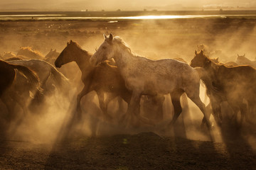 Naklejka na meble Wild horses of Cappadocia at sunset with beautiful sands, running and guided by a cawboy