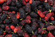 Black and red mulberry background.