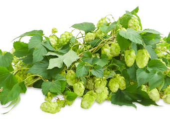 Wall Mural - Hops branches with seed cones on a white background