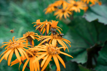 Rudbeckia, nature, flower, bee, close up