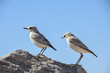 Tractrac Chat- Namibia:small bird