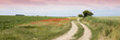 canvas print picture - Feldweg, Echte Kamille, (Matricaria chamomilla), Klatschmohn, Mohnblume, (Papaver rhoeas), Mecklenburg-Vorpommern, Deutschland