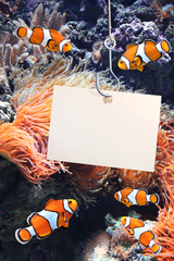 Poster - Clown fish and empty sheet of a paper on a fishing hook