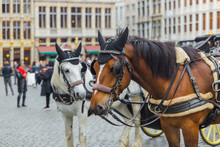 Horses On Grote Markt Square In Brussels Belgium