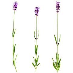 Set of three fresh lavender sprigs with violet flowers isolated on a white background. Design element for product label, catalog print, web use.