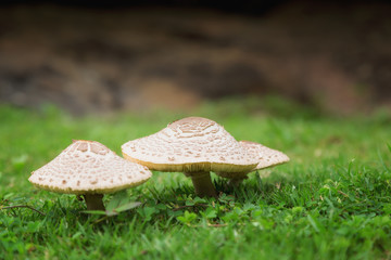 Mushrooms in nature