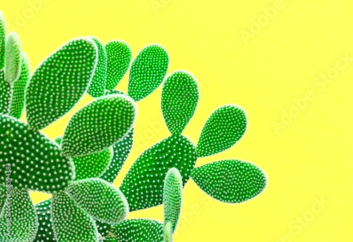 Fototapeta Cactus Fashion Set Sweet Summer Style Art gallery Design Minimal fashion Stillife Vanilla Trendy Bright Colors Green Neon Cactus Mood, Surrealism Creative Unusual Fun Yellow background