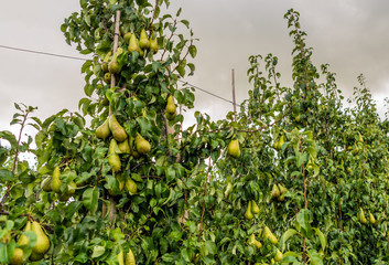 Wall Mural - Ripening Conference pears in a modern Dutch orchard