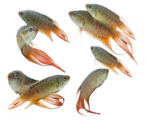 Wall Mural - Macropodus opercularis - Paradise fish, Forktail fightingfish - aquarium fish